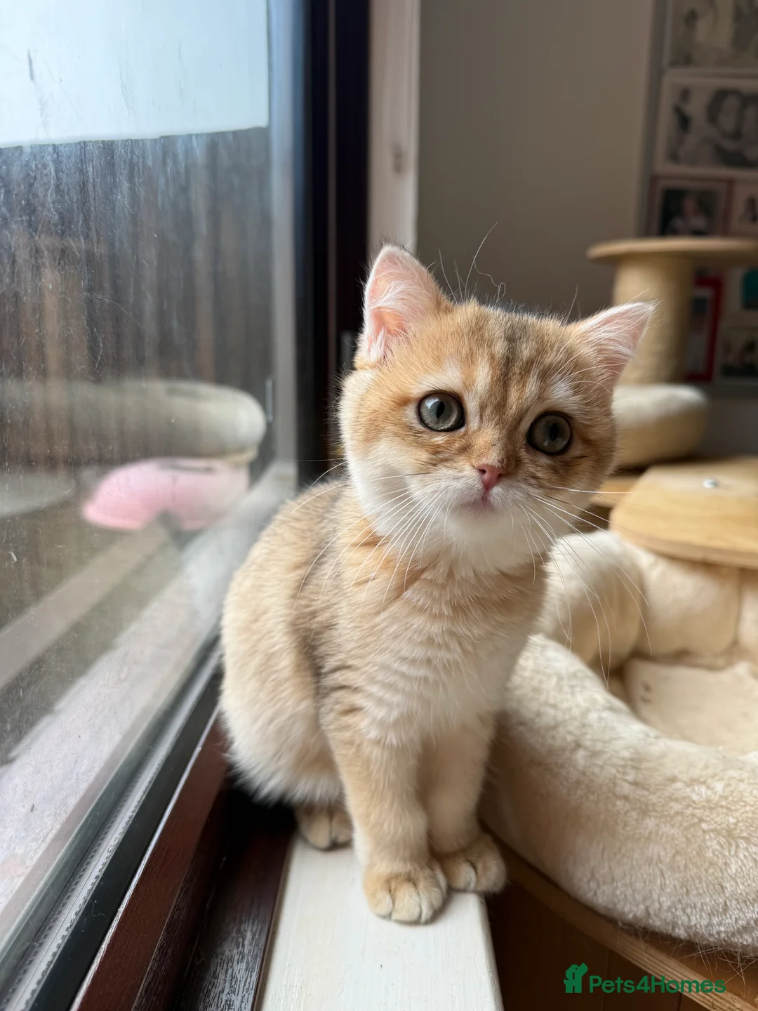 British Shorthair cats for sale: GCCF reg BSH Last Black Golden Female Kitten - Advert 24