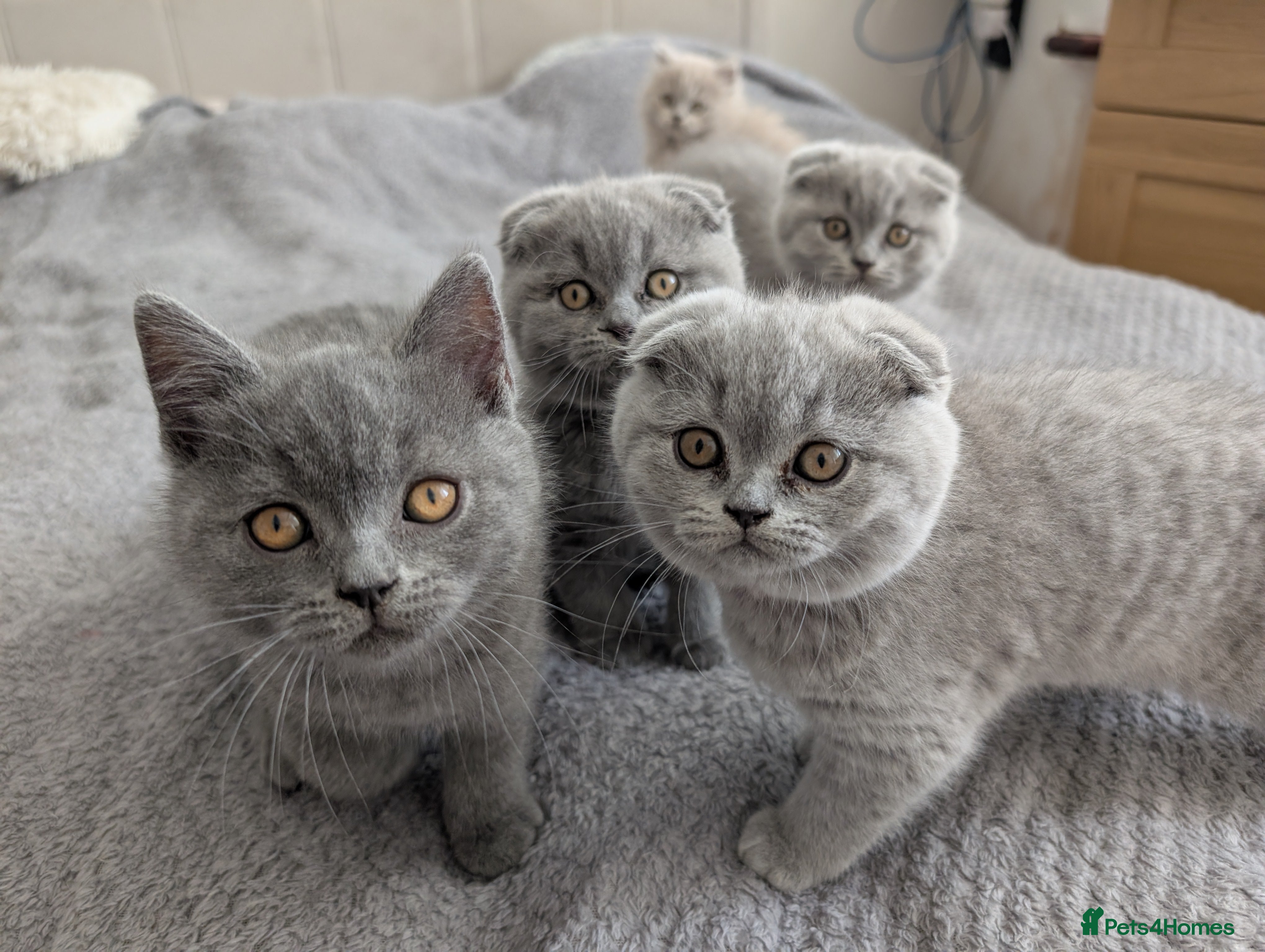Scottish Fold cats Beautiful kittens looking for a home 🏡😻 - Advert 1