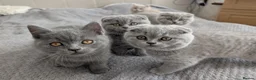 Scottish Fold cats for sale: Beautiful kittens looking for a home 🏡😻 - Advert 1
