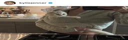 Scottish Fold cats for sale: Pedigree Adorable Scottish Fold Kittens  - Advert 30