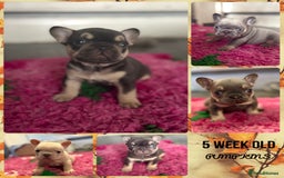 French Bulldog dogs for sale: Chunky French bulldog puppies  - Image 1