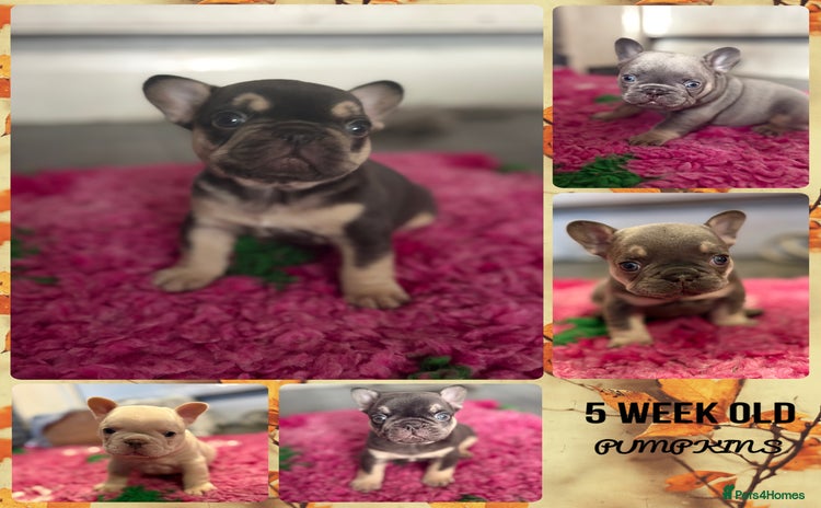 French Bulldog dogs - Advert 15