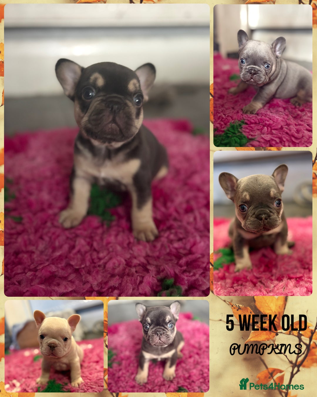 French Bulldog dogs for sale: Chunky French bulldog puppies  - Image 1