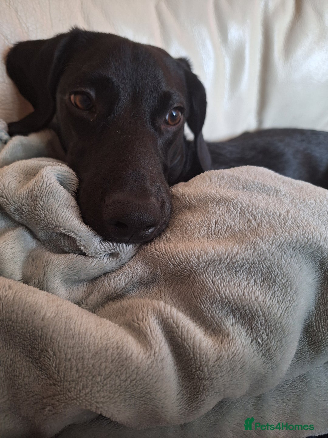 Mixed Breed dogs for sale: 8 Month Old Teddy Dachshund Cross Labrador  - Image 4