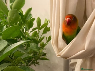 Lovebirds birds Lovebird Pair - Advert 1