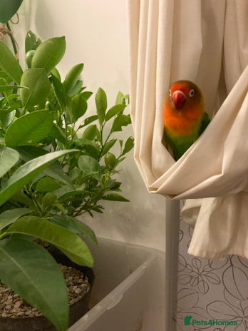 Lovebirds birds Lovebird Pair - Advert 1