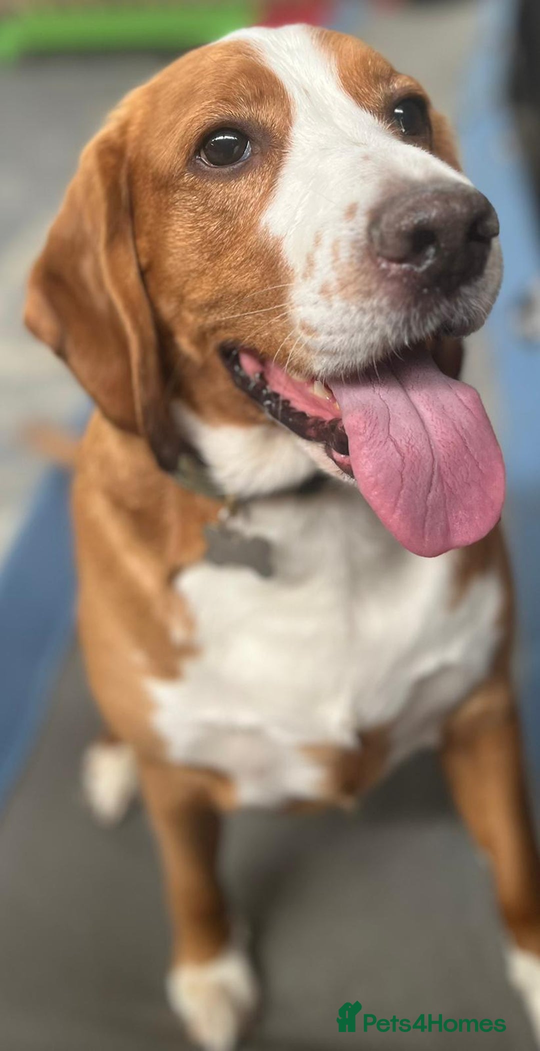 Bocker dogs for sale: Beautiful 6 year old Bocker - Advert 2