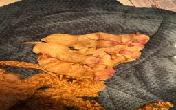 Cavapoo dogs for sale: Cavapoo Puppies for Sale - Image 3