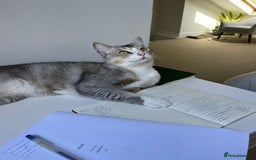 Mixed Breed cats for adoption: SKY - UNUSUAL MIXBREED HANDSOME PERFECT HEALTH - Image 5