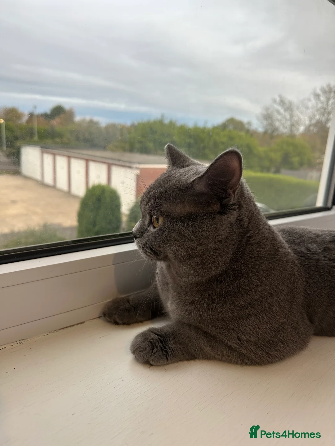 British Shorthair cats for stud: Big boy CJ Blu British short hair for stud  - Advert 3