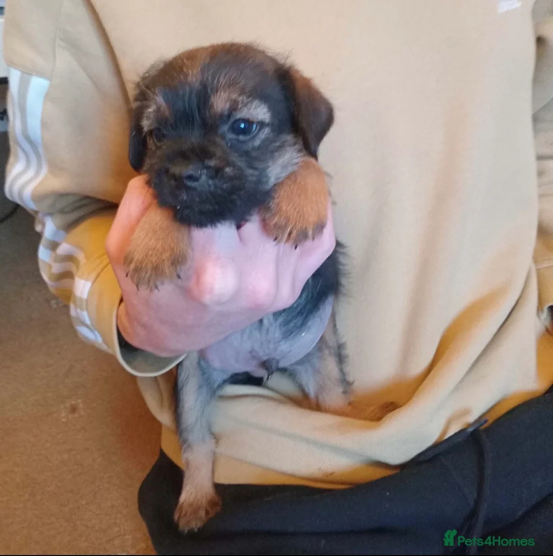 Border Terrier dogs for sale: 4 Male Blue and Tan Border Terrier Pups for sale - Advert 5