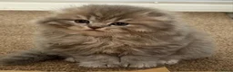 Scottish Fold cats for sale: Scottish Fold and Scottish straight kittens. - Advert 35