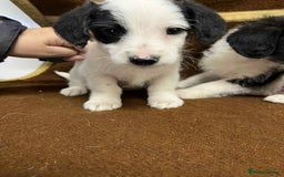 Jackapoo dogs for sale: Beautiful Jackapoo Puppies, READY NOW - Image 5