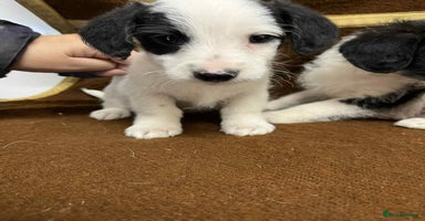 Jackapoo dogs - Advert 4