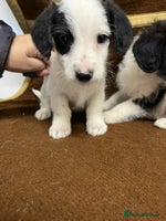 Jackapoo dogs - Advert 9