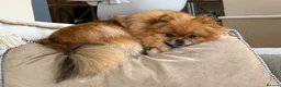 Pomeranian dogs for sale: KC reg True teddybear Pom puppies RARE colours! in Weymouth - Advert 10