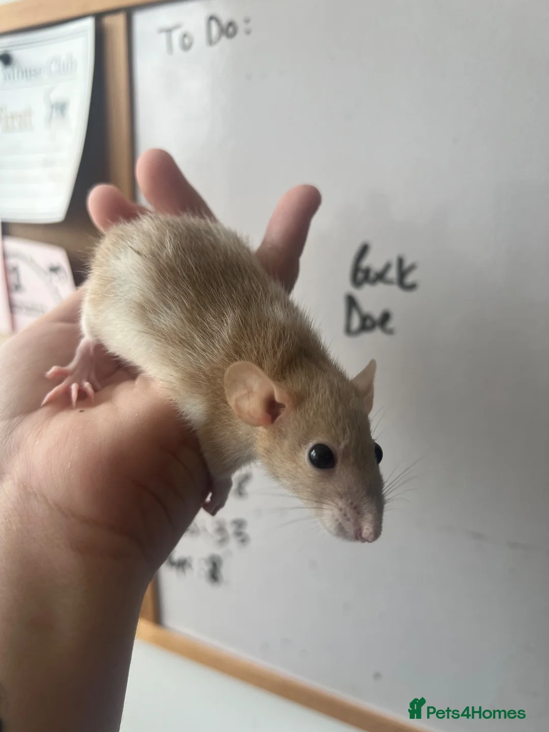 Rat rodents for sale: Dwarf Rats - Advert 4