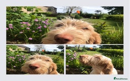 Italian Spinone dogs for sale: ITALIAN SPINONE WAITING LIST OPEN -DUE OCT - Image 21