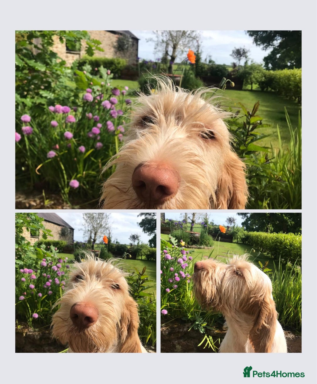 Italian Spinone dogs for sale: ITALIAN SPINONE WAITING LIST OPEN -DUE OCT - Image 21
