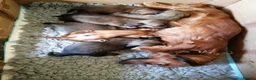 Dachshund dogs for sale: Mini Dachshunds long haired in Norwich - Advert 4