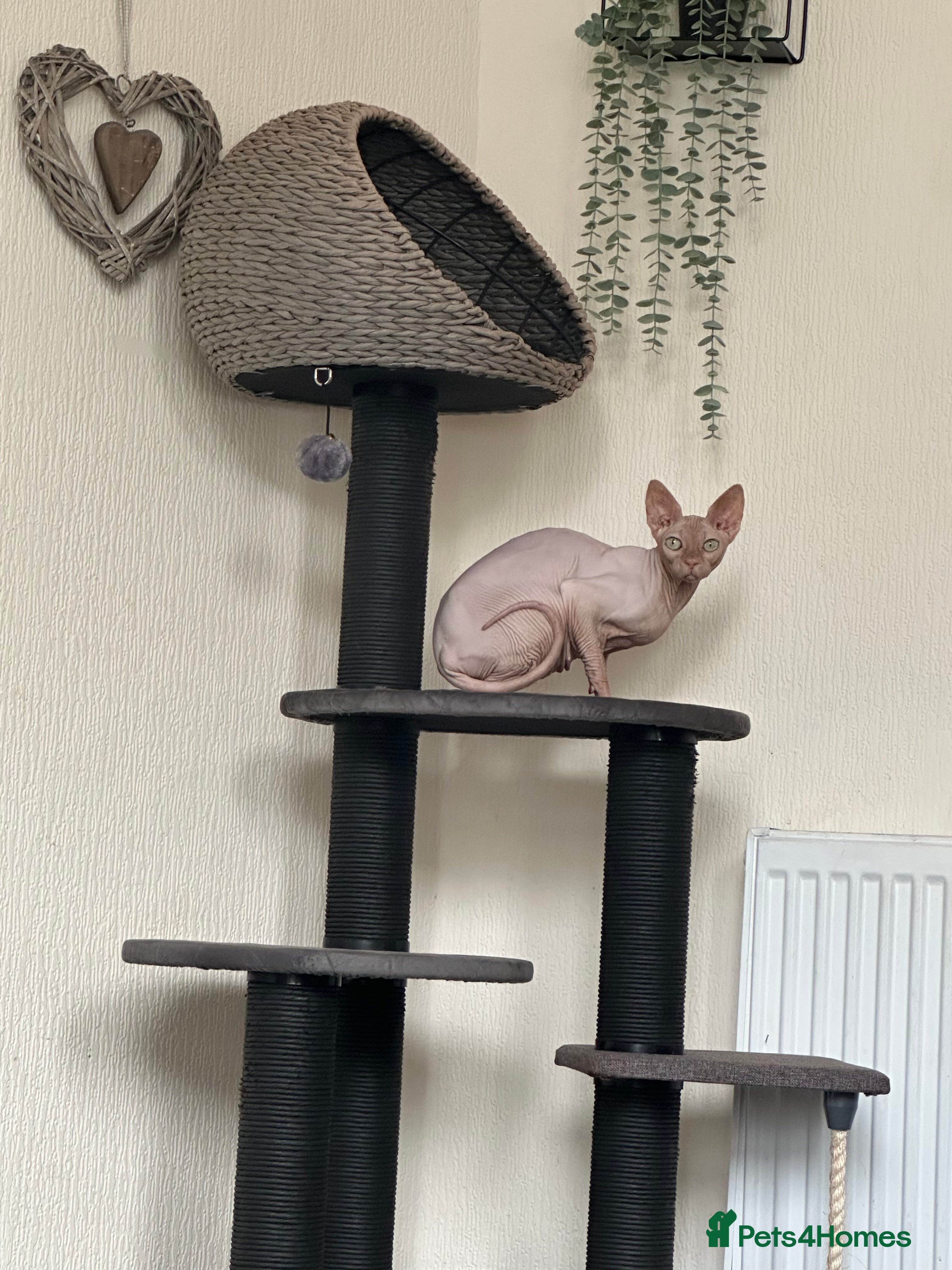Sphynx cats Pink female Sphynx for sale  - Advert 3