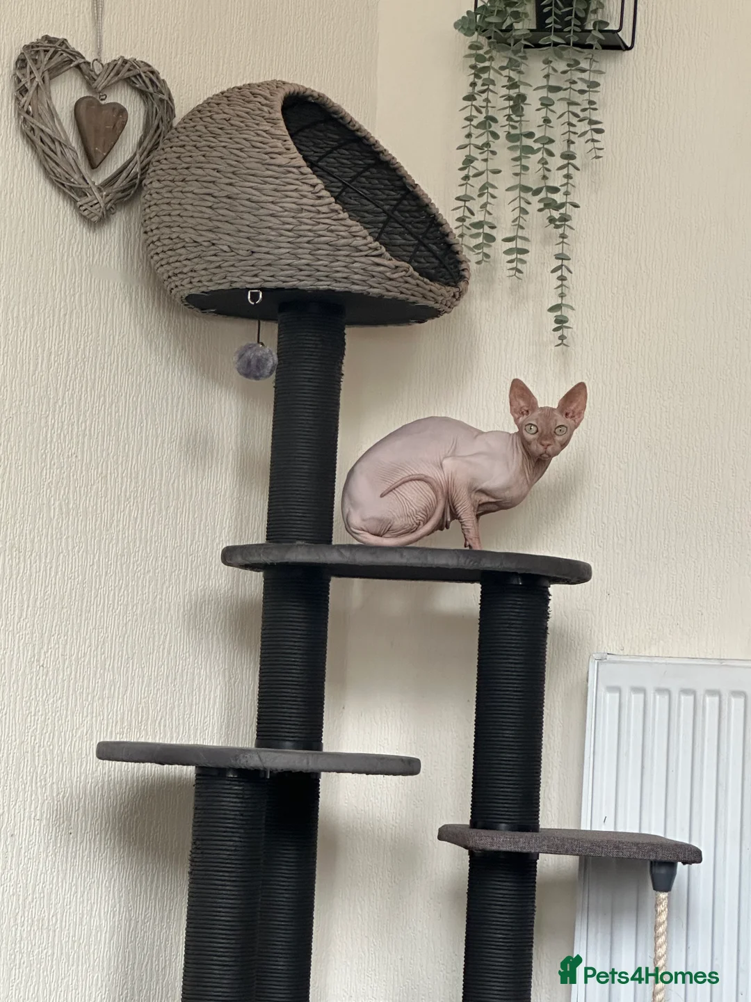 Sphynx cats for sale: Pink female Sphynx for sale  - Advert 1