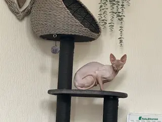 Sphynx cats Pink female Sphynx for sale - Advert 3