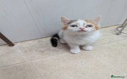 Domestic Shorthair cats for sale: two adorable kittens are looking for a home. - Image 5
