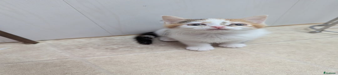 Domestic Shorthair Kitten 2