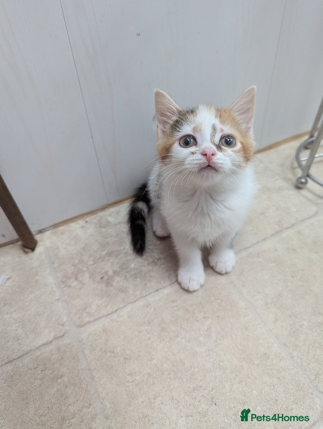 Domestic Shorthair cats for sale: two adorable kittens are looking for a home. - Image 5