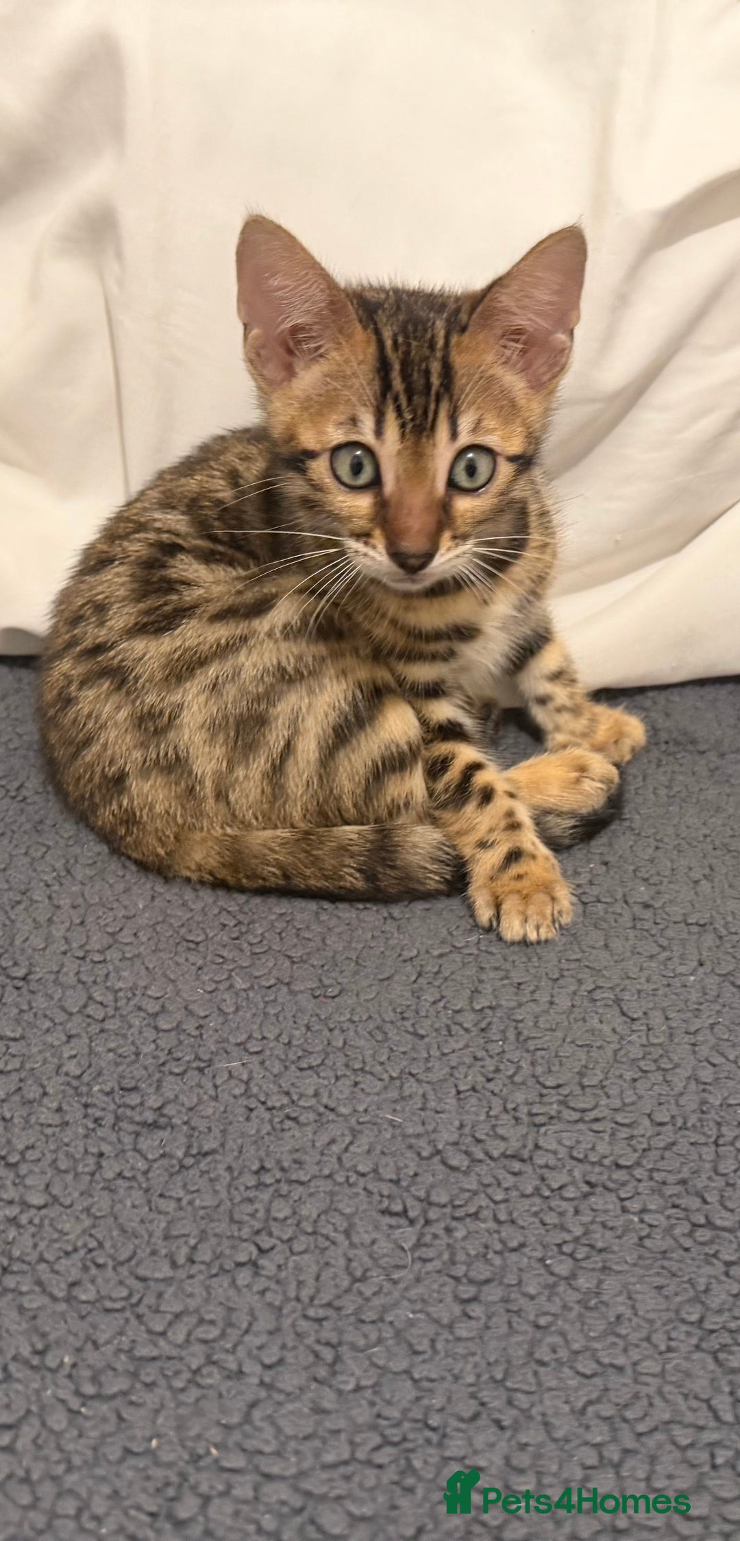 Bengal cats for sale: 🩶 BENGAL 🔥 KITTENS 🤍 TICA REGISTERED  - Advert 31