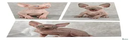 Sphynx cats for sale: Exceptional Sphynx Kittens – Best Pedigree.  - Advert 3