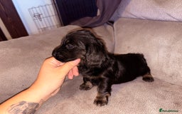 Miniature Dachshund dogs for sale: Miniature dachshund (long haired & short hair) - Image 5