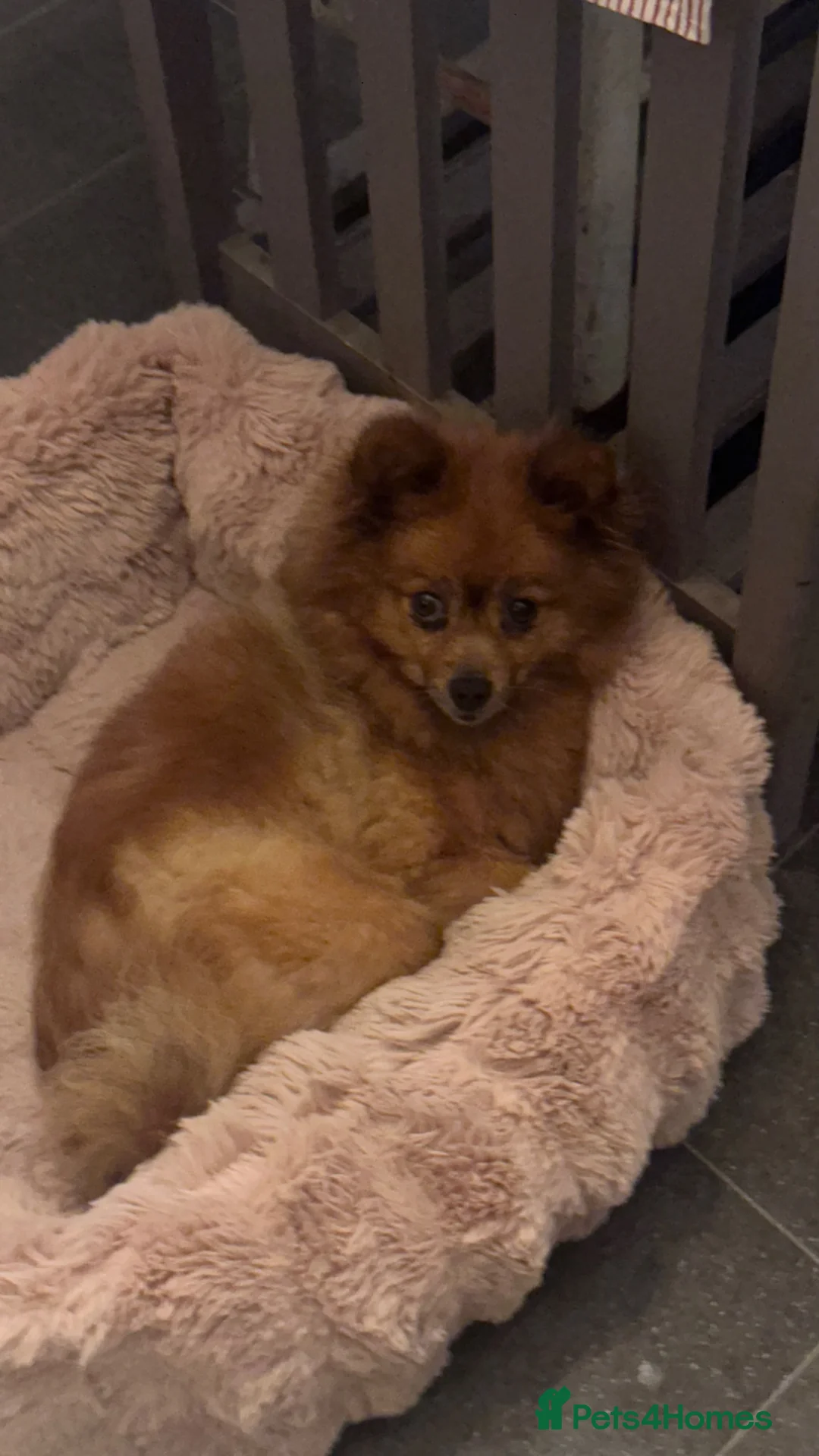 Pomeranian dogs for sale: Pomeranian boy  - Advert 2