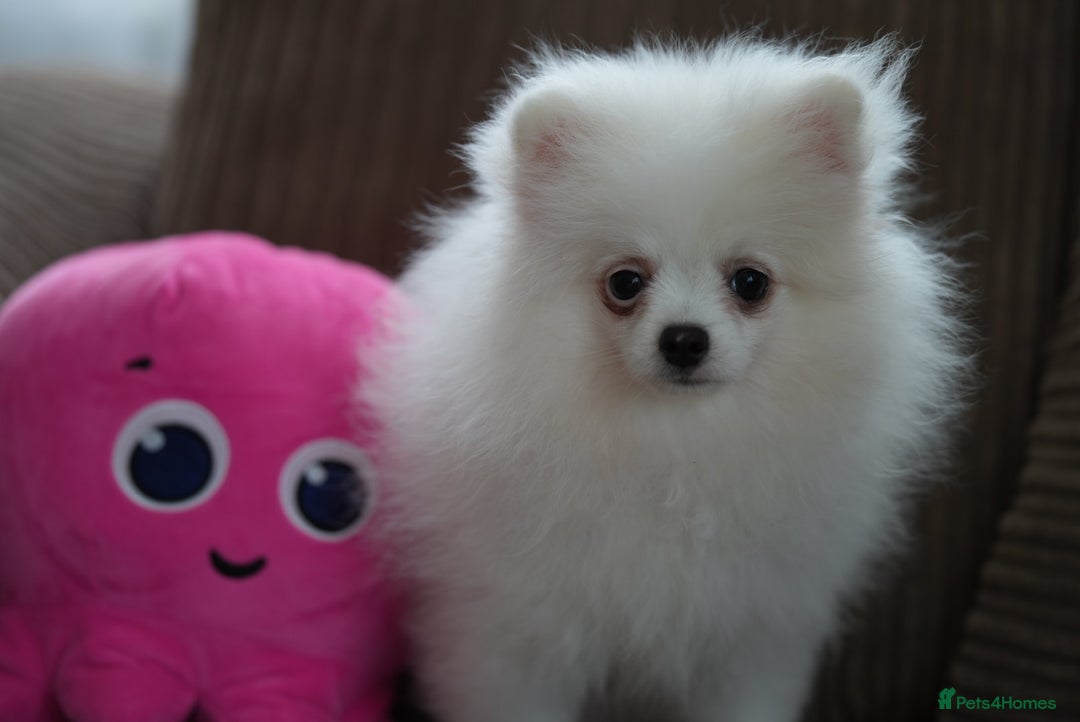Pomeranian dogs for sale: Baby white Poms  - Image 12