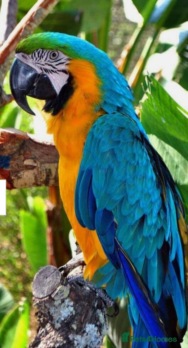 WANTED any unwanted Parrots/Small birds for
