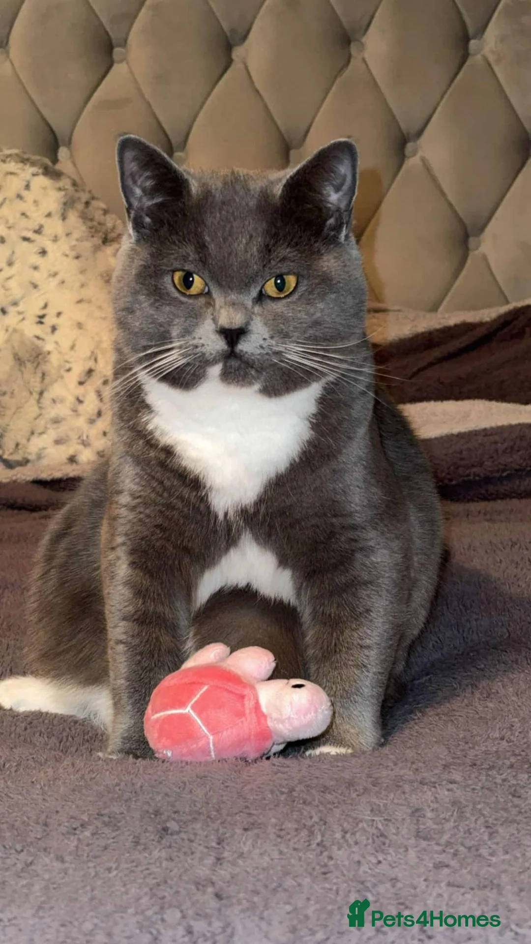 British Shorthair cats for stud: For stud lilac boy Sir Arnold (carries choc gene) in Bradford - Advert 13