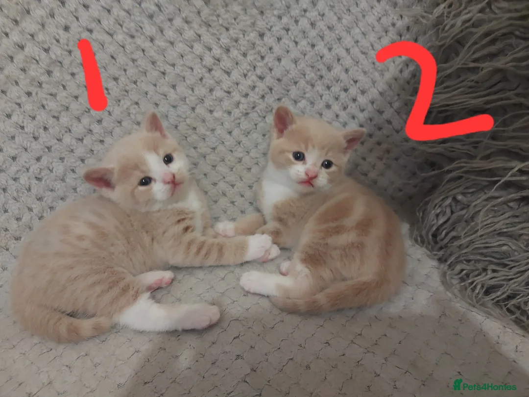 Domestic Shorthair cats for sale: 2 boys looking for their forever home - Advert 2