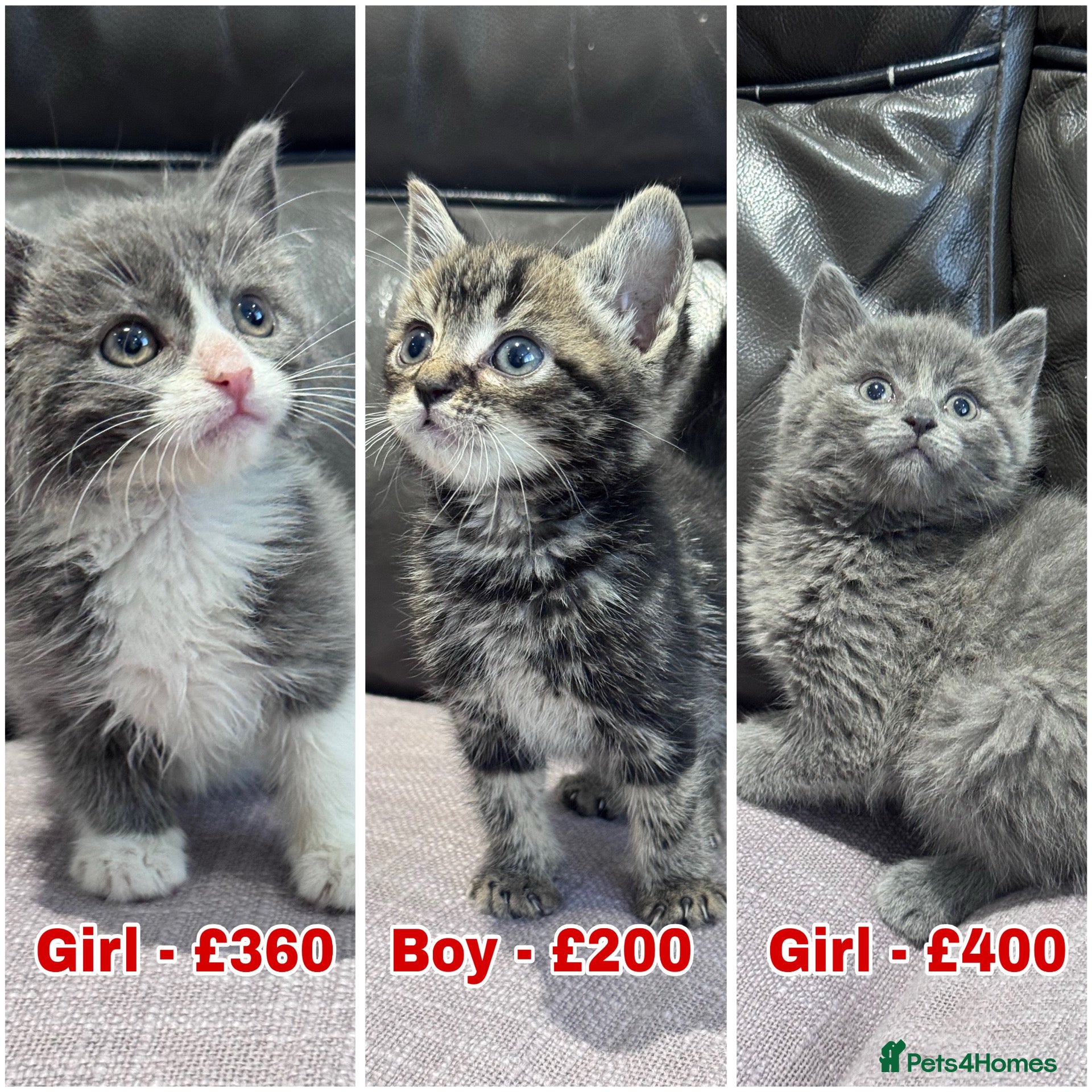 Mixed Breed cats Beautiful kittens  - Advert 1