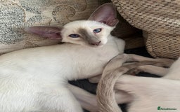 Siamese cats for sale: Gorgeous New Style Siamese kittens GCCF - Image 6