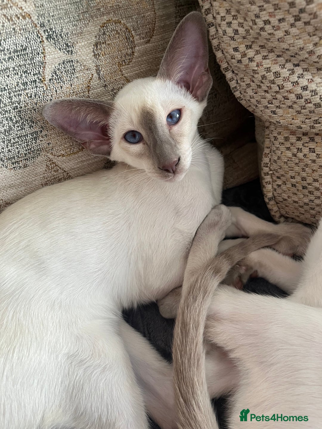 Siamese cats for sale: Gorgeous New Style Siamese kittens GCCF - Image 6