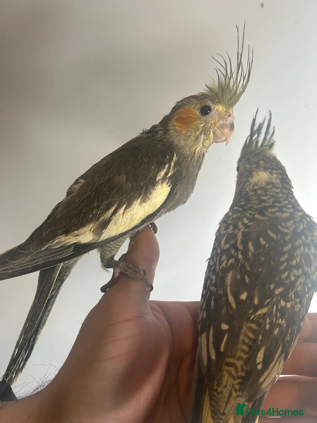 Cockatiels birds for sale: Hand Reared Stunning Baby Cockatiels  - Advert 1