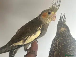 Cockatiels birds Hand Reared Stunning Baby Cockatiels - Advert 2