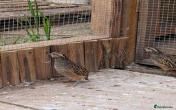 Quail poultry for sale: Jungle bush quail 3 x male - Image 4