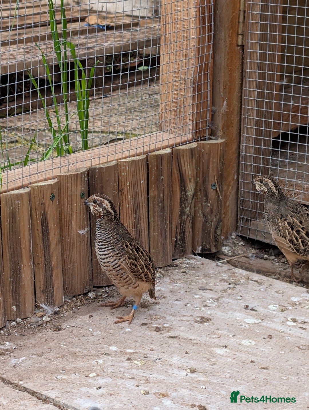 Quail poultry for sale: Jungle bush quail 3 x male - Image 4