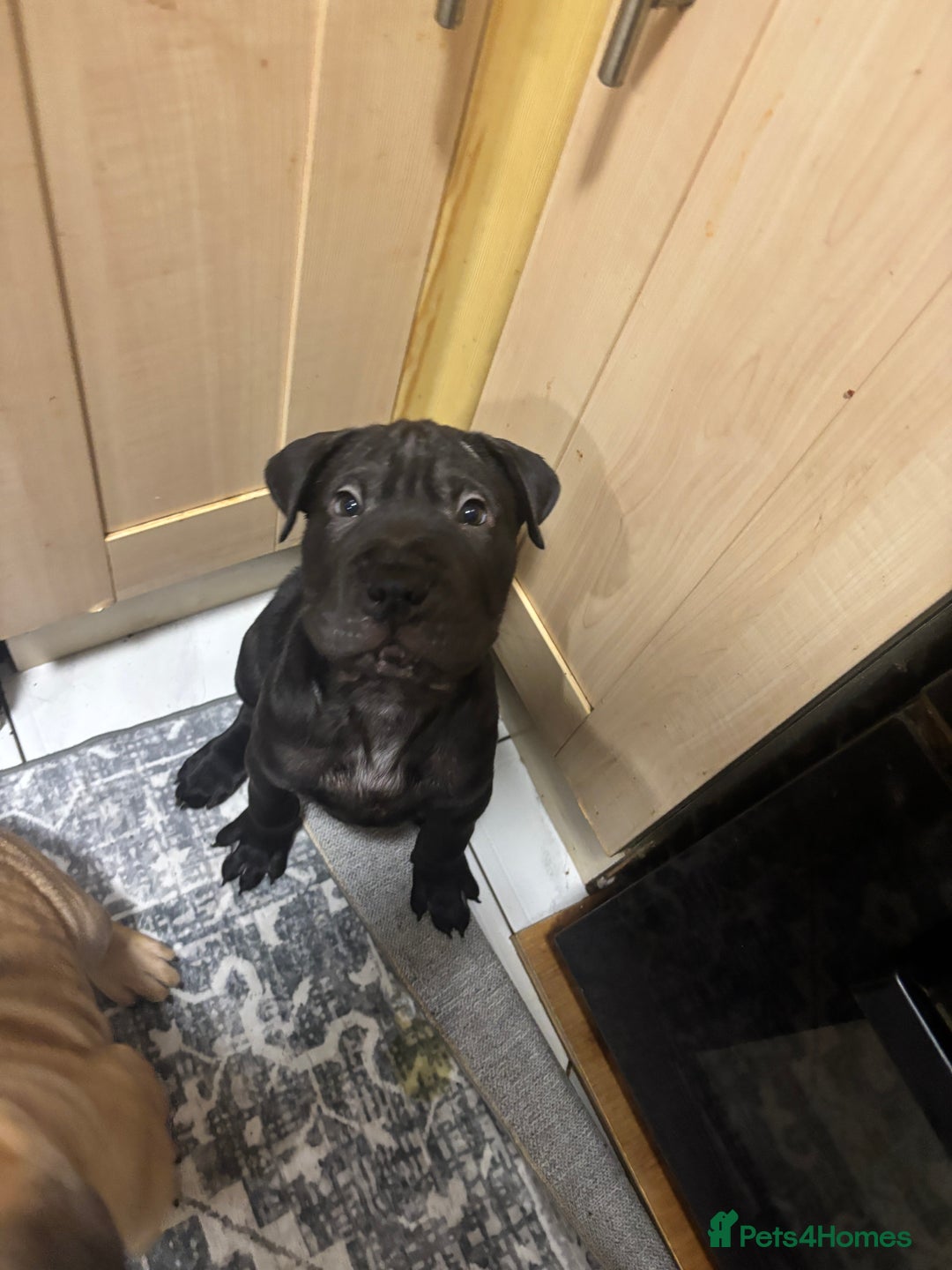 Mixed Breed dogs for sale: 4/9 left! - Advert 12