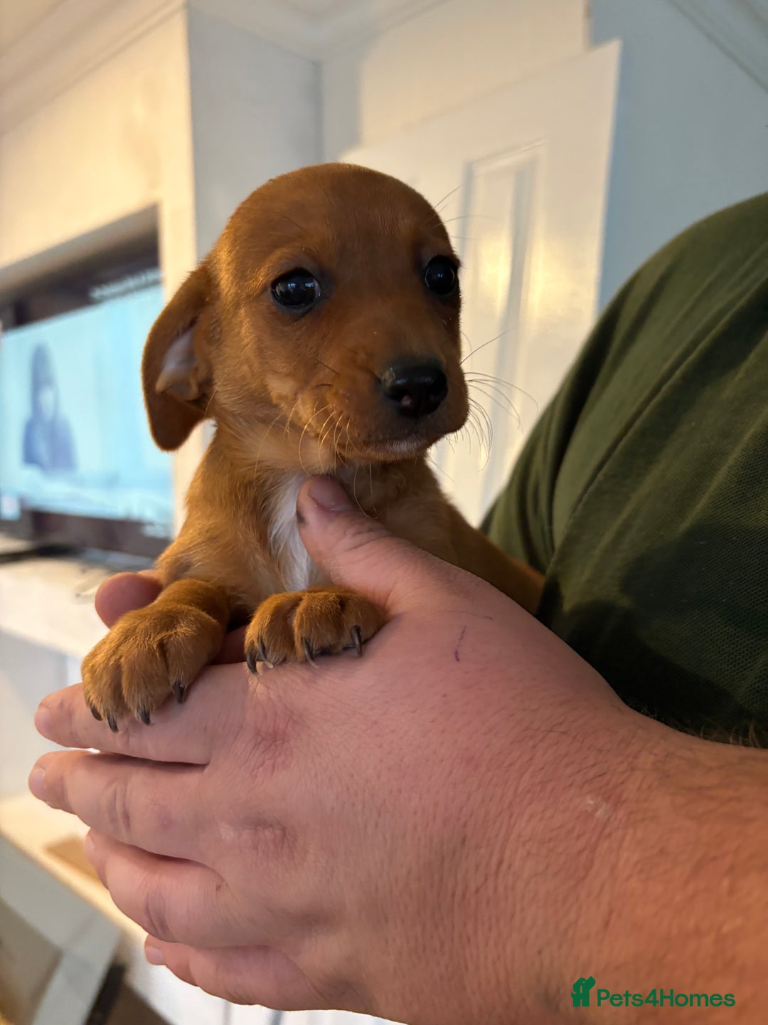 Chihuahua dogs for sale: Dachshund cross chihuahuas Puppys  - Advert 4