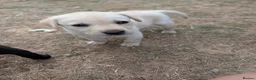 Labrador Retriever dogs for sale: Farm reared Labrador puppies in Sheerness - Advert 7