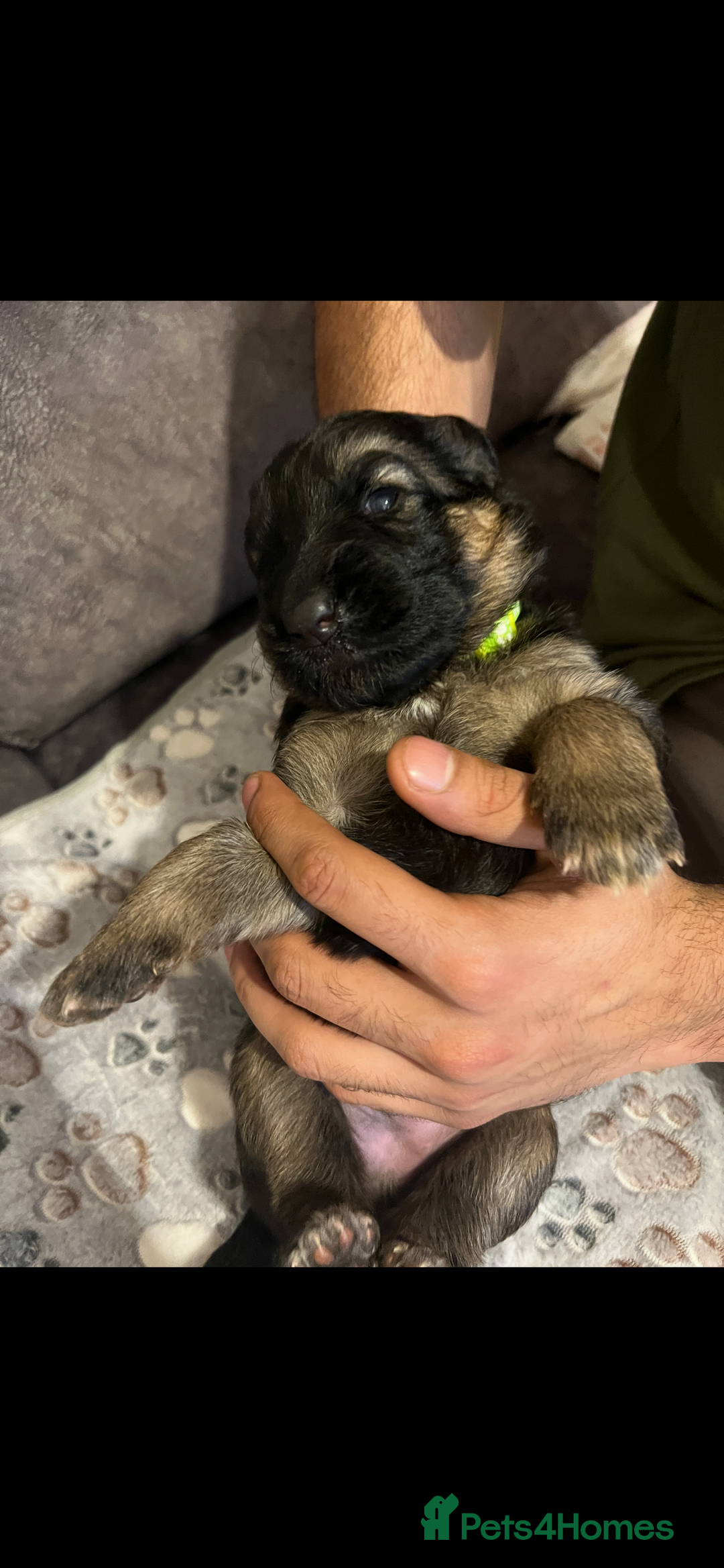 German Shepherd dogs for sale: Kc-registered German shepards puppies for sale - Image 14