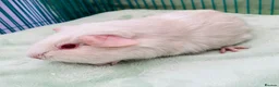 Guinea Pig rodents for sale:  Guinea pig pups for sale in Peterborough in Peterborough - Advert 9